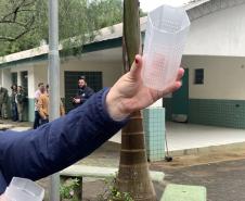 Método Wolbachia: Londrina e Foz do Iguaçu vão ampliar projeto para 100% do território