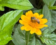 Pólen, umidade e temperatura: primavera aumenta riscos de alergias respiratórias