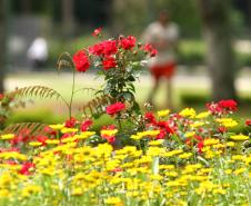 Pólen, umidade e temperatura: primavera aumenta riscos de alergias respiratórias