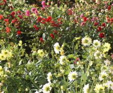 Pólen, umidade e temperatura: primavera aumenta riscos de alergias respiratórias