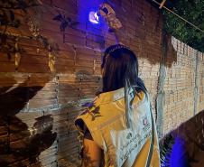 Ações noturnas resultam na captura de 3,3 mil escorpiões na região de Jacarezinho