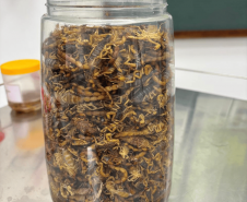 Ações da Saúde no Norte Pioneiro capturam mais de 5 mil escorpiões desde agosto