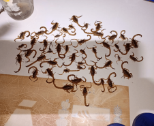 Ações da Saúde no Norte Pioneiro capturam mais de 5 mil escorpiões desde agosto