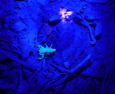 Ações da Saúde no Norte Pioneiro capturam mais de 5 mil escorpiões desde agosto