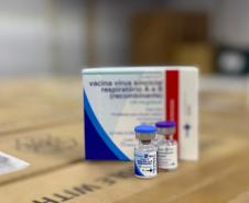 Primeiras vacinas contra o vírus sincicial respiratório chegam ao Paraná
