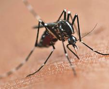 Vai viajar? Saúde alerta sobre cuidados para evitar a dengue em casa e no local de destino