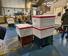 Paraná inicia a distribuição da vacina contra o Vírus Sincicial Respiratório para o Interior