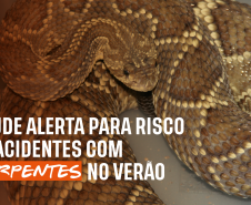 Secretaria da Saúde alerta para risco de acidentes com serpentes no verão