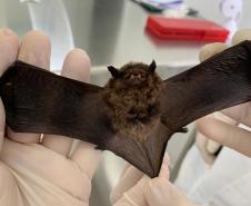 Calor intensifica presença de morcegos e Saúde alerta para cuidados com a raiva