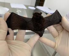 Calor intensifica presença de morcegos e Saúde alerta para cuidados com a raiva