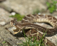 Saúde alerta para risco de acidentes com serpentes no verão