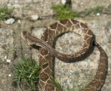 Saúde alerta para risco de acidentes com serpentes no verão