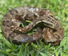 Saúde alerta para risco de acidentes com serpentes no verão