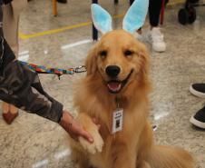 Hospital de Reabilitação inicia projeto de terapia de pacientes com cães da PMPR