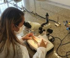 Combate: Paraná monitora arboviroses com sistema eficiente e de baixo custo