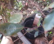 Combate: Paraná monitora arboviroses com sistema eficiente e de baixo custo