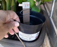 Combate: Paraná monitora arboviroses com sistema eficiente e de baixo custo