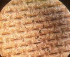 Combate: Paraná monitora arboviroses com sistema eficiente e de baixo custo