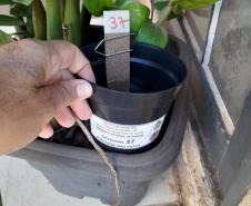 Vigilância Ambiental da Sesa muda parâmetros no combate a dengue e outras doenças com tecnologia e estratégia