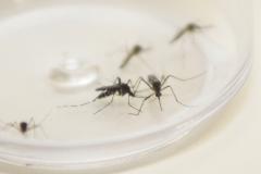 Secretaria da Saúde alerta para sintomas da dengue e importância do tratamento adequado 