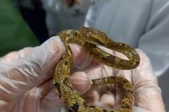Saúde monitora serpentes no Estado e garante soro que neutraliza ação do veneno