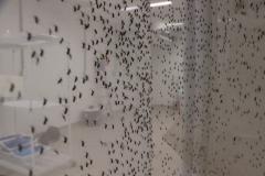 Biofábrica Wolbachia: Londrina e Foz do Iguaçu terão nova tecnologia de combate à dengue