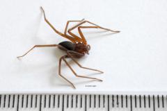 Com nova obra, Centro de Imunobiológicos voltará a produzir soro para aranha-marrom