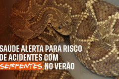 Secretaria da Saúde alerta para risco de acidentes com serpentes no verão