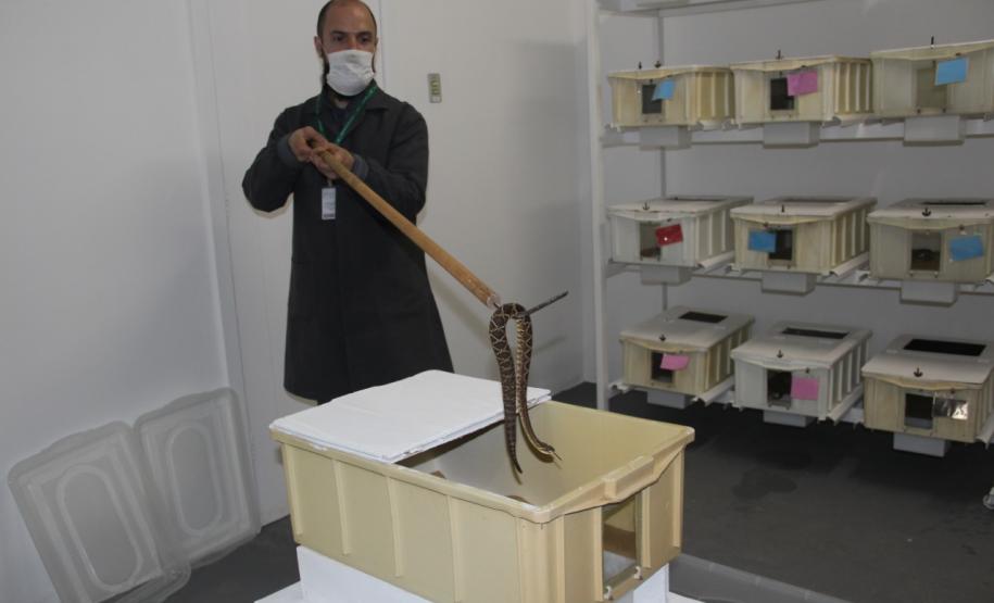 Sesa vai reativar a produção de soro contra picadas de cobras