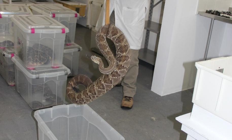 Sesa vai reativar a produção de soro contra picadas de cobras