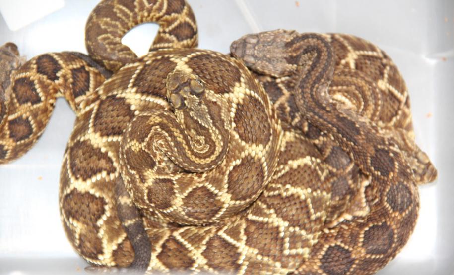 Sesa vai reativar a produção de soro contra picadas de cobras