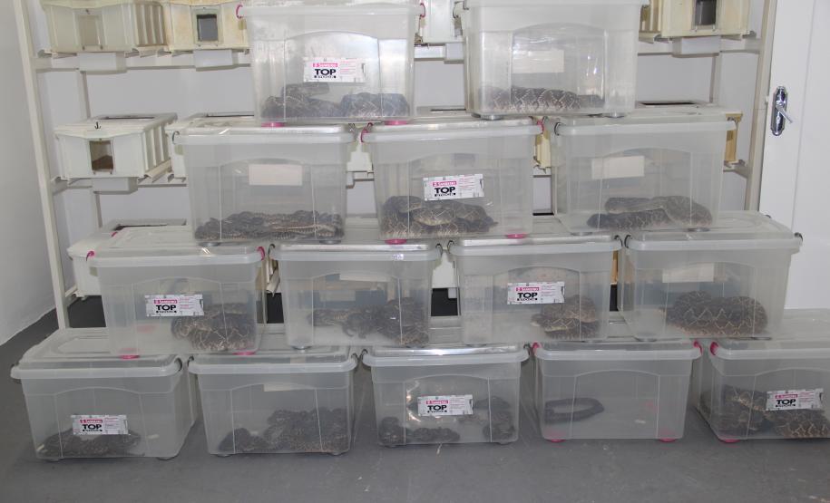 Sesa vai reativar a produção de soro contra picadas de cobras