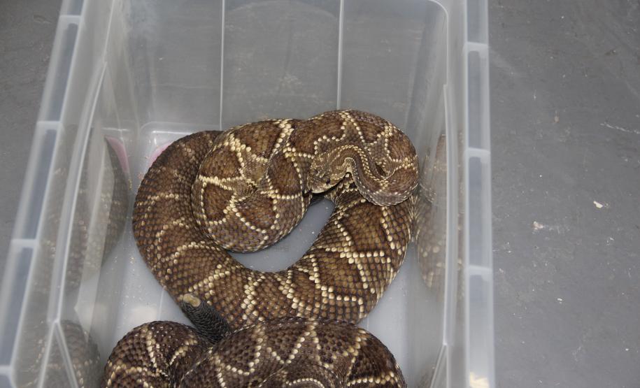 Sesa vai reativar a produção de soro contra picadas de cobras