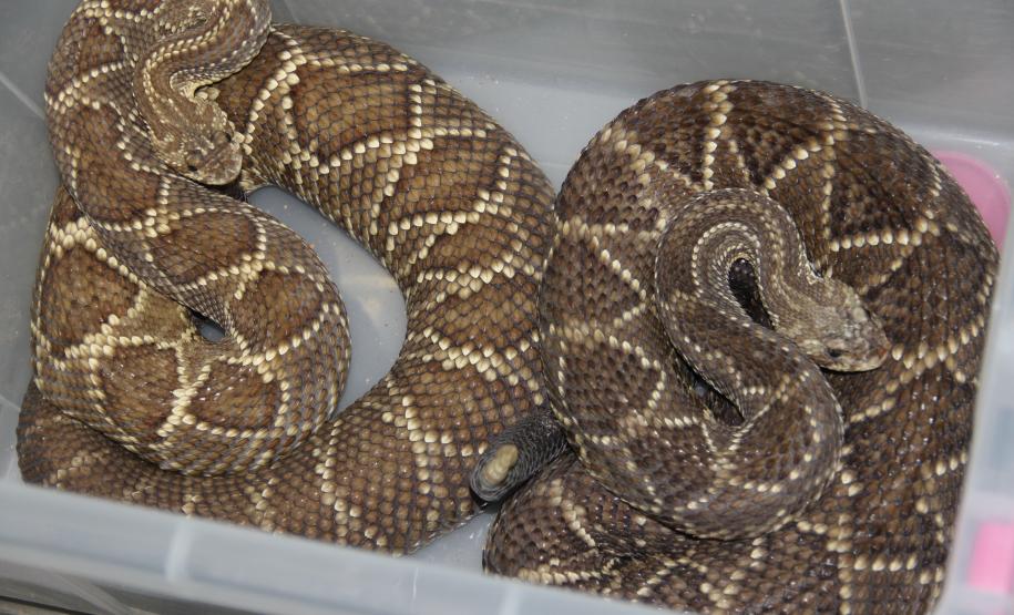 Sesa vai reativar a produção de soro contra picadas de cobras