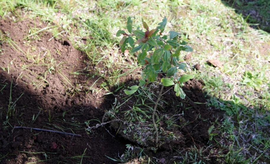 Secretário participa da campanha “Floresce Paraná” em alusão ao Dia do Voluntariado
