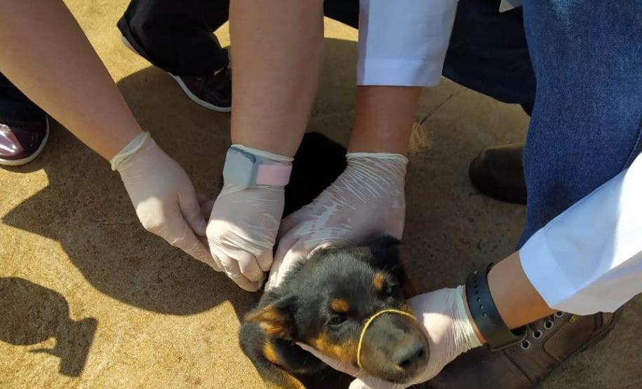 Bloqueio vacinal contra raiva é realizado no Noroeste do Paraná