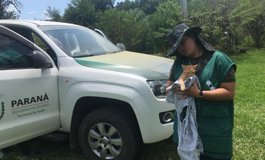 Bloqueio vacinal contra raiva é realizado no Noroeste do Paraná