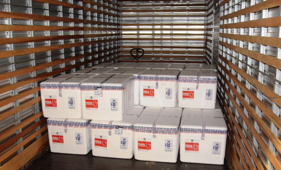 Paraná distribui mais 129,2 mil doses para vacinação de idosos com mais de 75 anos