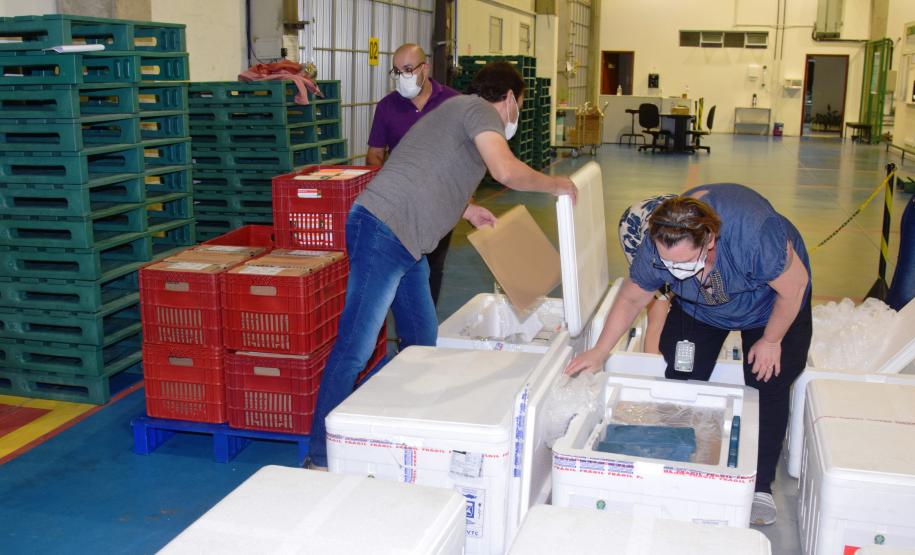 Paraná distribui mais 129,2 mil doses para vacinação de idosos com mais de 75 anos