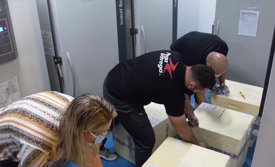 Mais uma leva de vacina Cominarty, produzida pela Pfizer/BioNTech, chegou ao Paraná nesta quinta-feira (3). O lote de 37.440 doses foi recebido às 13h20 no Aeroporto Internacional Afonso Pena, em São José dos Pinhais, na Região Metropolitana de Curitiba, e seguiu para conferência no Centro de Medicamentos do Paraná (Cemepar), onde chegou às 13h50. - Curitiba, 03/06/2021