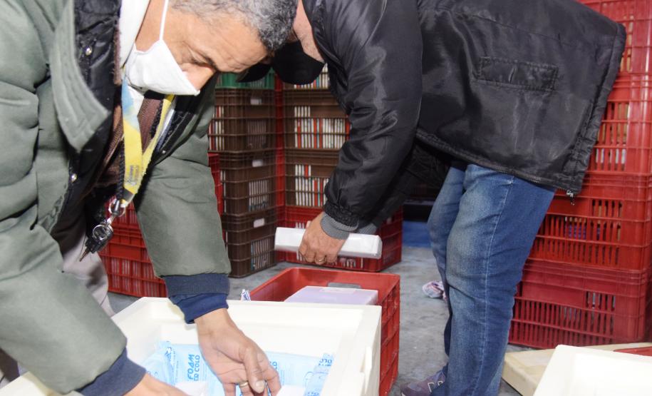 99% dos novos imunizantes vão para população em geral; distribuição começa nesta quinta