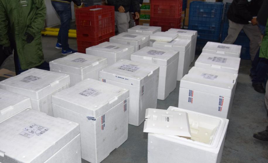 Paraná recebe novas doses e distribui mais 158,6 mil vacinas contra a Covid-19; confira o quantitativo por regional