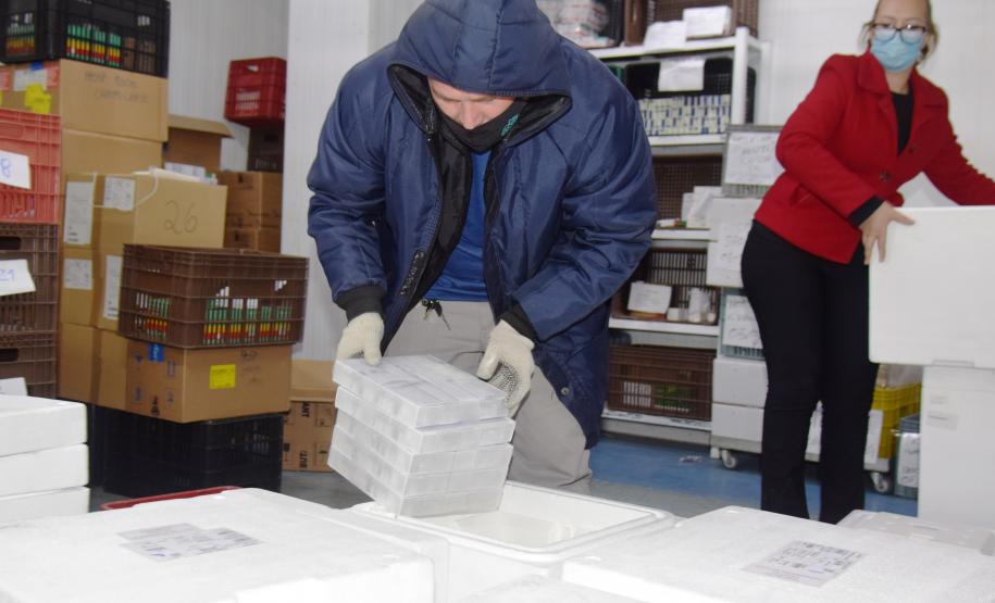 Paraná recebe novas doses e distribui mais 158,6 mil vacinas contra a Covid-19; confira o quantitativo por regional