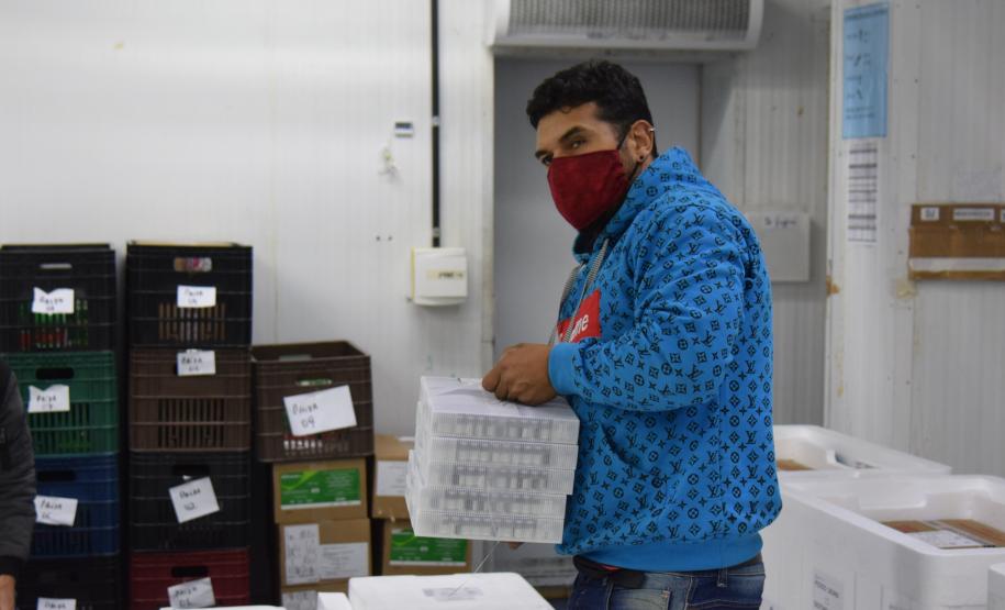 Chegam ao Paraná 107.640 doses de imunizante da Pfizer contra Covid-19