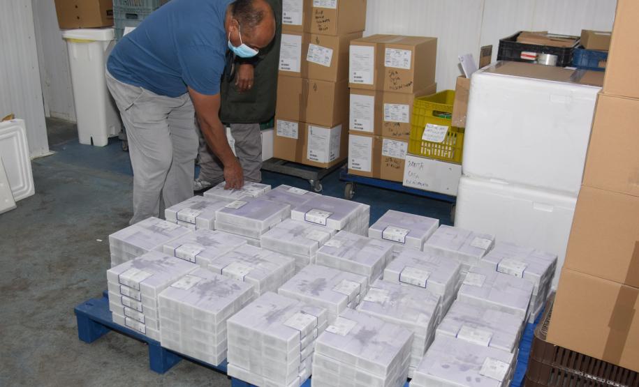 Paraná recebe 136,8 mil vacinas contra a Covid-19 e inicia distribuição de 361,7 mil imunizantes nesta sexta