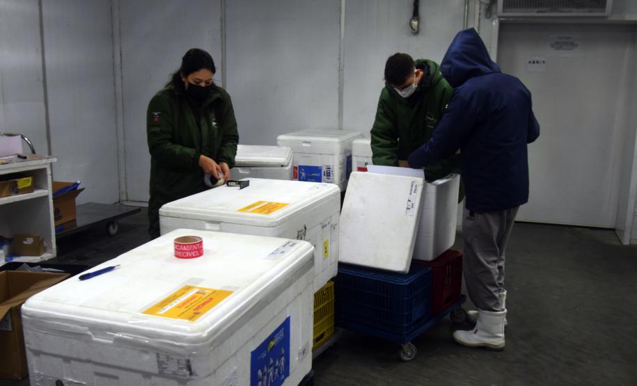 Saúde distribui primeiras vacinas para reforço de idosos acima de 60 anos e trabalhadores da saúde e anuncia chegada de novos lotes dos imunizantes