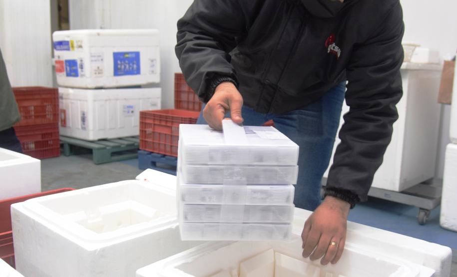 Paraná recebe 124.020 vacinas contra a Covid-19 nesta quinta