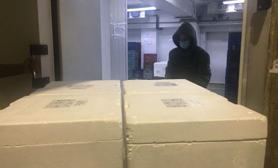 Mais 420 mil doses de vacinas contra a Covid-19 chegam ao Paraná