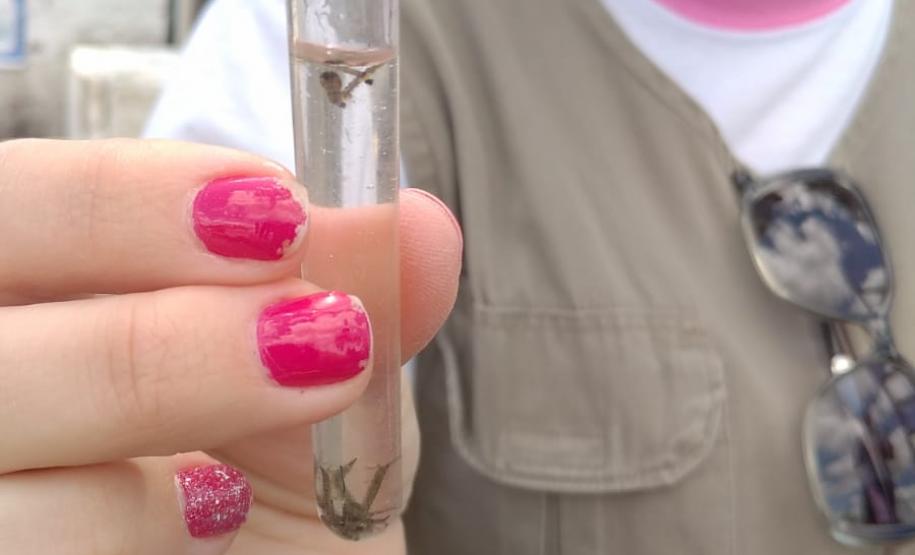 Ações em todo o Estado marcam o “Dia D” no combate à dengue