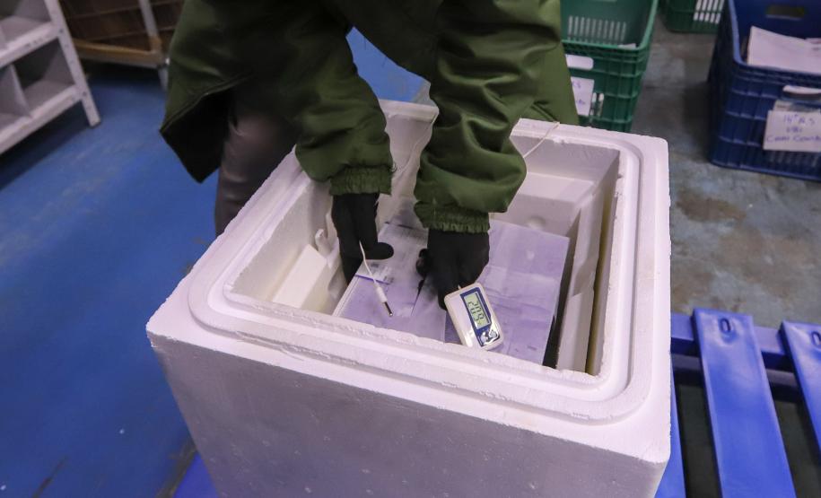 Saúde recebe maior remessa de vacinas contra a Covid-19 desde o início da campanha de vacinação